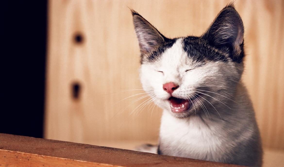 En detalle igualdad ayuda Alergia en gatos: reconoce los desencadenantes y trátalos con éxito