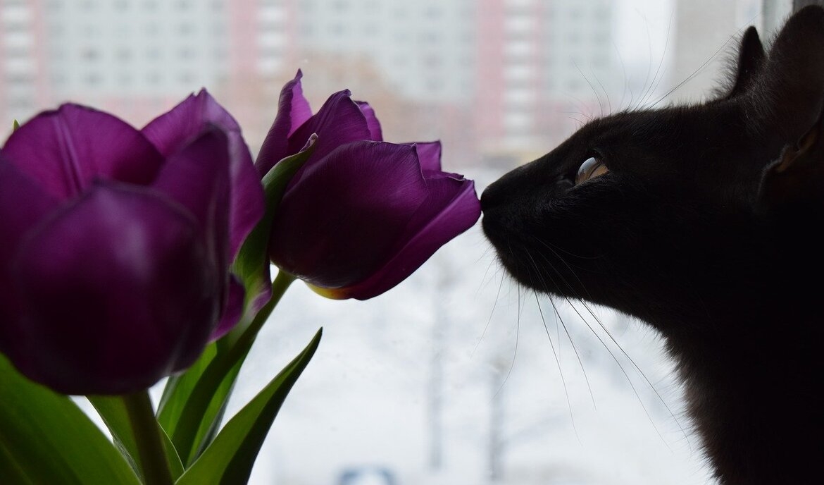 Flores de Bach para gatos: ¿útiles o no?