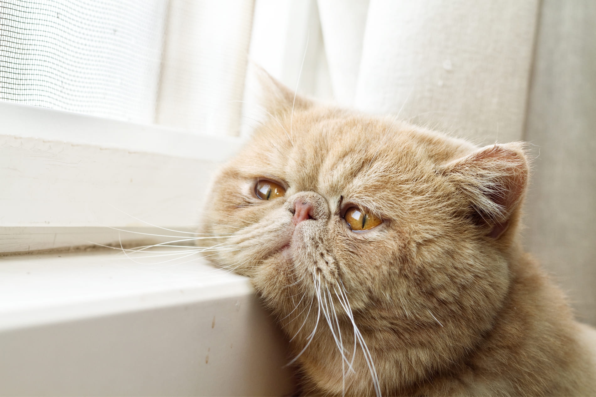 Personal hacha evaporación El gato vomita la comida: posibles causas y consejos