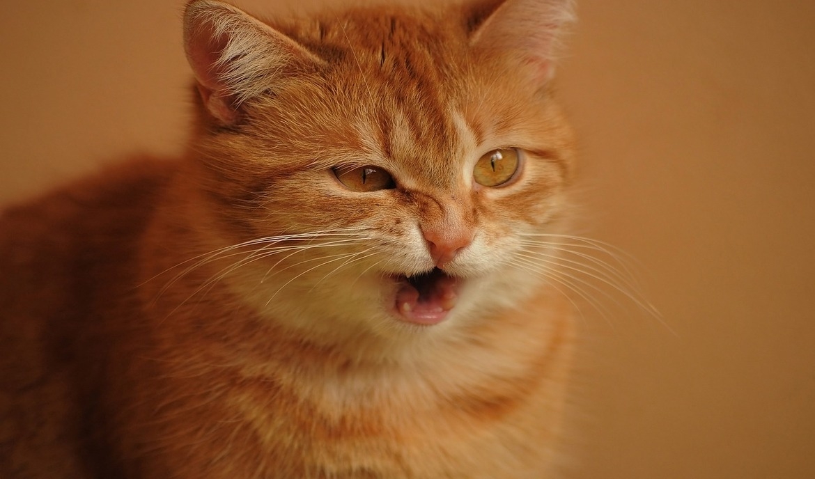 gato estornuda: podría eso